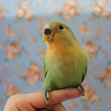 味があります🧡手乗りコザクラインコ(オパーリン)