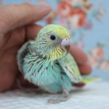 神秘的なお色にうっとり🤍手乗りセキセイインコ(パステルレインボー)
