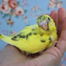 人気のセキセイインコ(ハルクイン)💛🌻