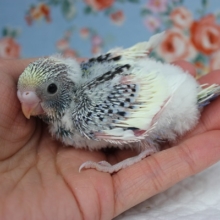ヒナヒナ❤︎手乗りセキセイインコ(パイド)