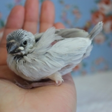 上品に美しく成長します🕊シルバー文鳥ヒナちゃん✨
