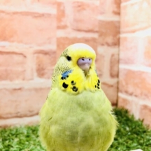 鋭い目つきでご飯を待ちます　ジャンボセキセインコ　Ｒ５　２／９撮影