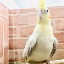 シナモンカラーの水玉模様　オカメインコ　シナモンパール　R４　６／２２撮影