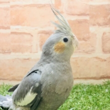 肩ノリ甘えん坊　オカメインコ　ノーマル　R５　２／２３撮影