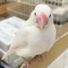 文鳥フェア　開催中！　ペレット食べ比べセットをプレゼント！