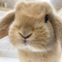 ロップイヤーラビット（オレンジ）　かわいいたれ耳うさぎさん！