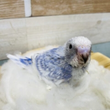 ちょこんと感がなんとも可愛い！！セキセイインコのスパングルパイド！