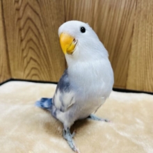最新画像になります☆　何気に見せる笑顔でコチラもほっこり～♪　コザクラインコ　バイオレットオパーリンパイド☆