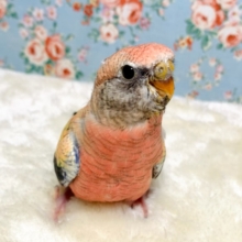 アキクサインコ  ローズ  🎀🥀   3/19