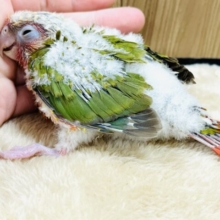 お初ですっ♫ウロコインコ(レッドパイナップル)ヒナ