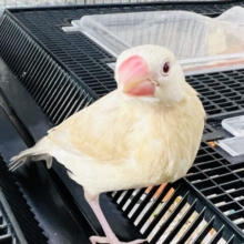慣れてきました♪シナモン文鳥〜♡