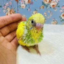 模様少なめお色鮮やか✨かわいいセキセイインコのヒナちゃんです💛💚