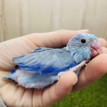 色抜けがオシャレなマメたん💓　マメルリハ　ブルーパイド　男の子