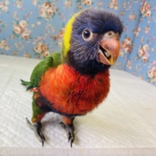 ヒナご飯卒業✨魅惑のカラフルボディ❤️💚ゴシキセイガイインコのヒナちゃんです🌟