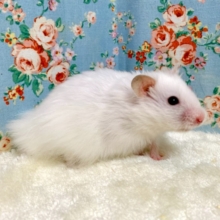 ロングコートハムスター  ホワイト  男の子  🤍☁️✉️