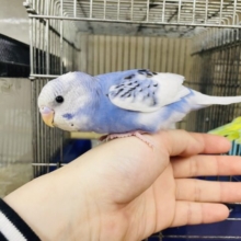 1人餌です！最新画像になりますよ！！羽に注目！唯一無二の黒模様‼️ セキセイインコ　パイド