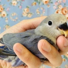 おててにすっぽり💙激かわコザクラインコさんです💙☁️