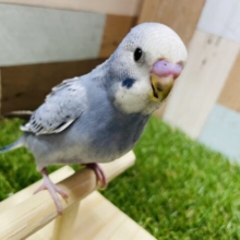 最新画像有り☆薄めブルーの人気カラー！セキセイインコのオパーリン！