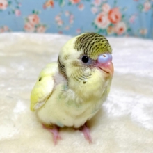 セキセイインコ  クリームパイド  🍨🍋 .*゜  3/14