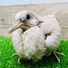 静かなるボスキャラ☆ジュズカケバトひな入舎です！