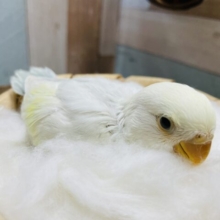 どんなカラーになるのか楽しみなコ！コザクラインコのパステル系！