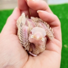 シナモン文鳥のヒナ入荷しました〜❤