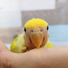 久しぶりの入荷✨コザクラインコ(タイガーチェリー)のヒナ入荷しました〜❤