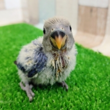 可愛い❤コザクラインコ(バイオレットオパーリン)のヒナ入荷しました❤
