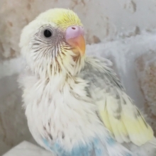 ちょっと違って魅力的～🌟　セキセイインコ(パステルレインボーパイド)