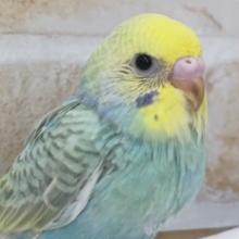 このカラーに夢中～🫧　セキセイインコ(パステルレインボー)
