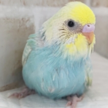 鮮やかパステル～🌈　セキセイインコ(パステルレインボーパイド)