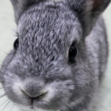 ウサギフェア！　開催中～🐰