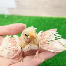人気の白文鳥(ヒナ)入荷しました❤
