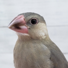 最新画像あり！　キレイな桜を咲かせてね🌸　桜文鳥