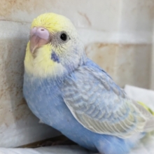 たまらない青色～💙　セキセイインコ(パステルレインボー)