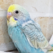 人気カラーにご注目～🌈　セキセイインコ(パステルレインボー)
