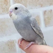最新画像あり！　魅力的な淡いグレー✨　セキセイインコ(スパングルグレー)