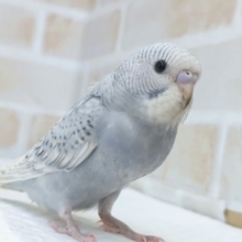 最新画像あり！　この色合いたまらない⭐　セキセイインコ(スパングルグレー)