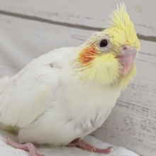 全身の白が可愛らしい～🤍　オカメインコ(ルチノー)