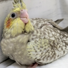 素敵なパール模様～🫧　オカメインコ(シナモンパール)