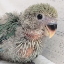 これから青づいて行きますよぉ～💙　コザクラインコ(ブルーチェリー)
