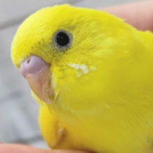 2023/3/18現在の画像です！　黄色の可愛子さん～🐣　セキセイインコ(パイド)