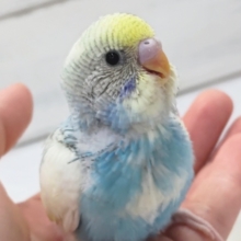 人気カラーのご紹介～🌈　　セキセイインコ(パステルレインボーパイド)