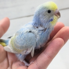 癒やされる色合い～🌈　セキセイインコ(パステルレインボースパングル)