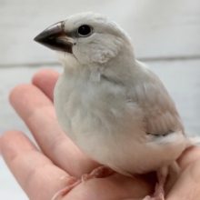 最新画像あり！　目立つよ～ギラっと✨　シルバー文鳥