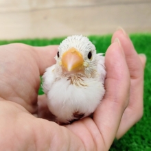 馴れそう？❤白文鳥のヒナ入荷しました❤