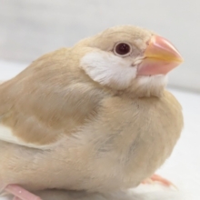 最新画像あり！　やっぱりこのカラーだよね🎵　シナモン文鳥