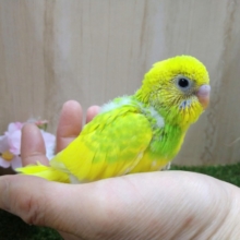 久々にやって来ました！「タケちゃんカラー」セキセイさんです🎍