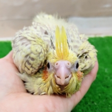 ゆらゆら〜❤オカメインコ(シナモンパールパイド)のヒナ入荷しました❤