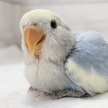 優しい色合いに癒されます～🌤️　コザクラインコ(オパーリンブルーパイド)